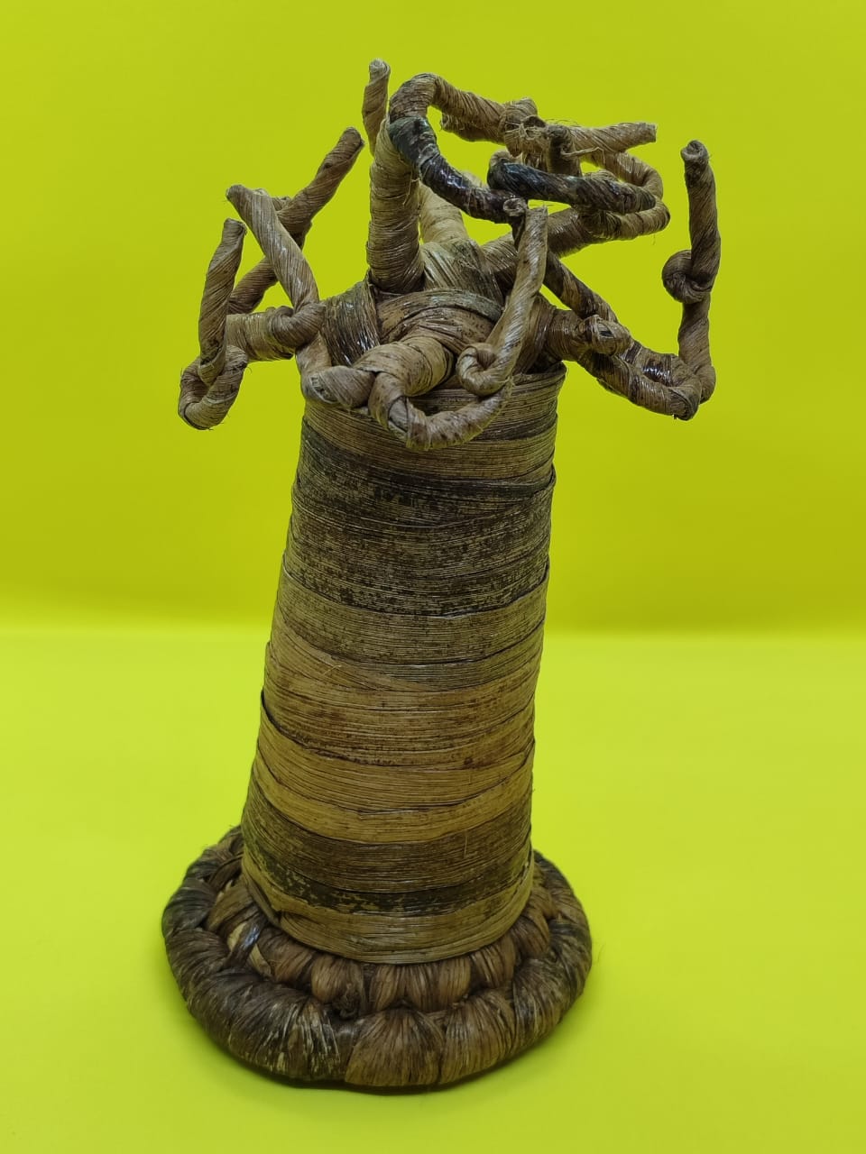 Baobab Tree
